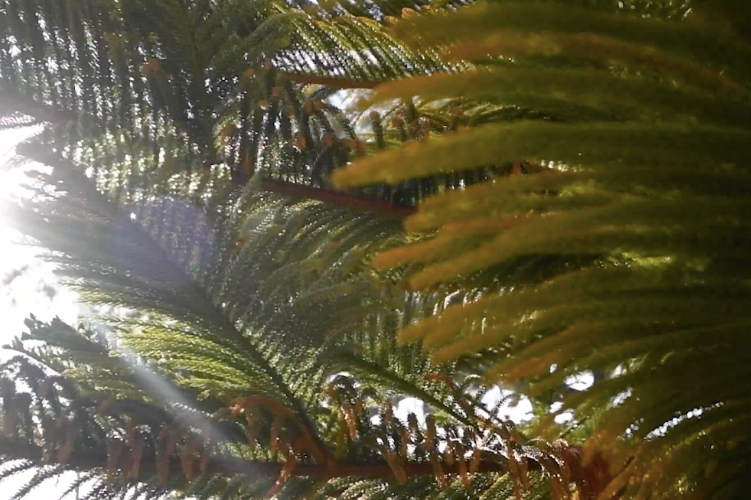 Event venue outdoor landscaping